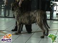 In Memorian - Fila Brasileiro Tigrado - Canil Singular - Nino